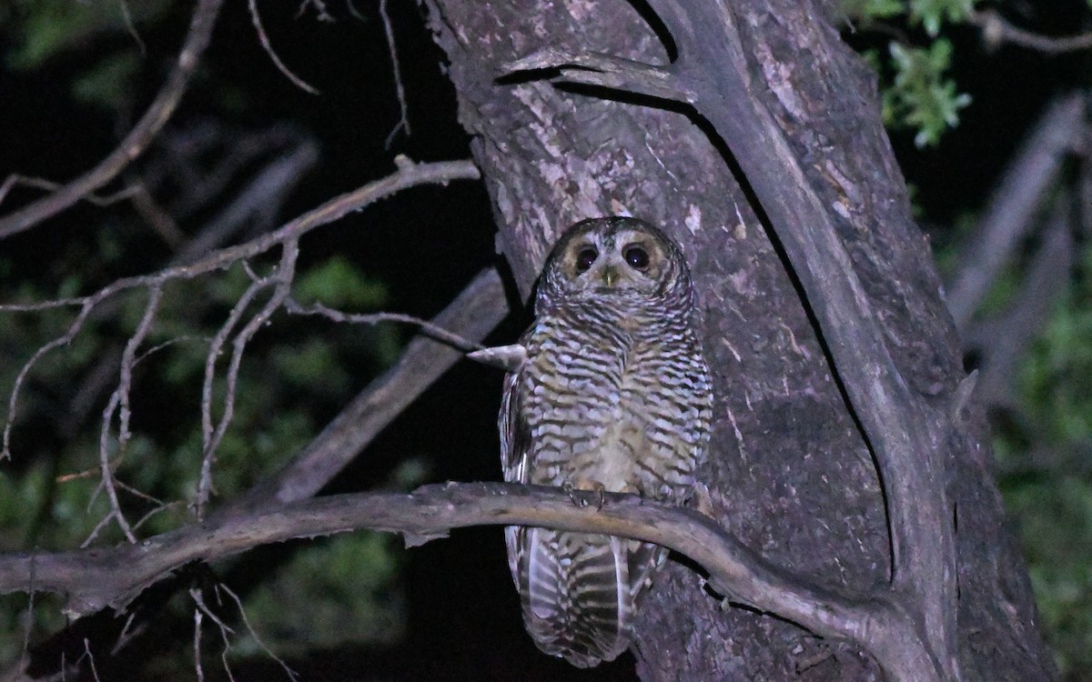 Rufous-legged Owl - ML619442692