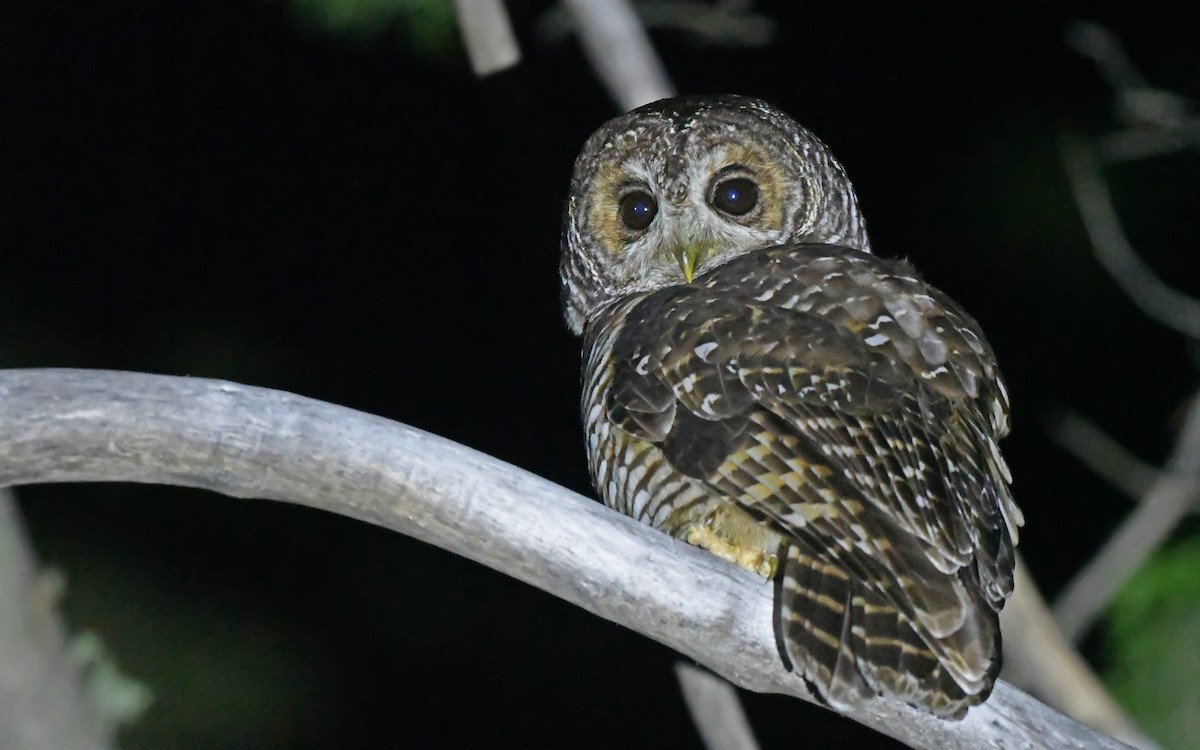 Rufous-legged Owl - ML619442695