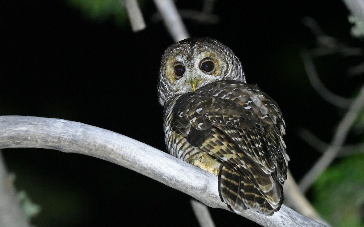 Rufous-legged Owl - ML619442697