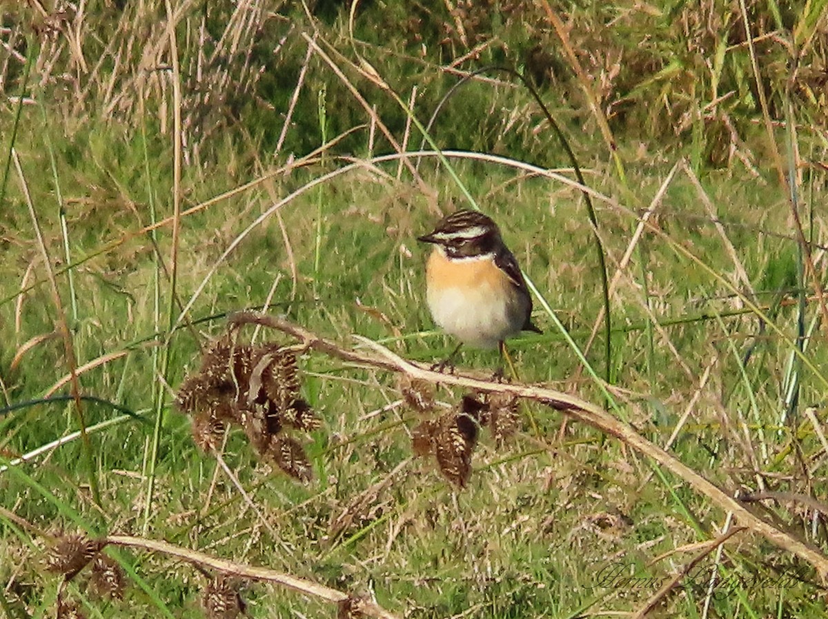 Whinchat - ML619442728