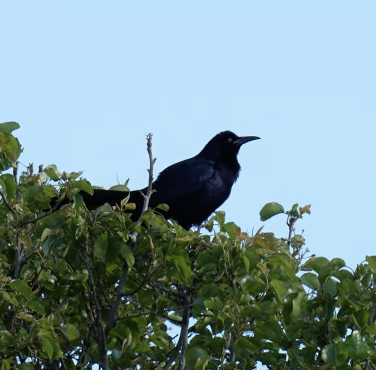 Great-tailed Grackle - ML619442742