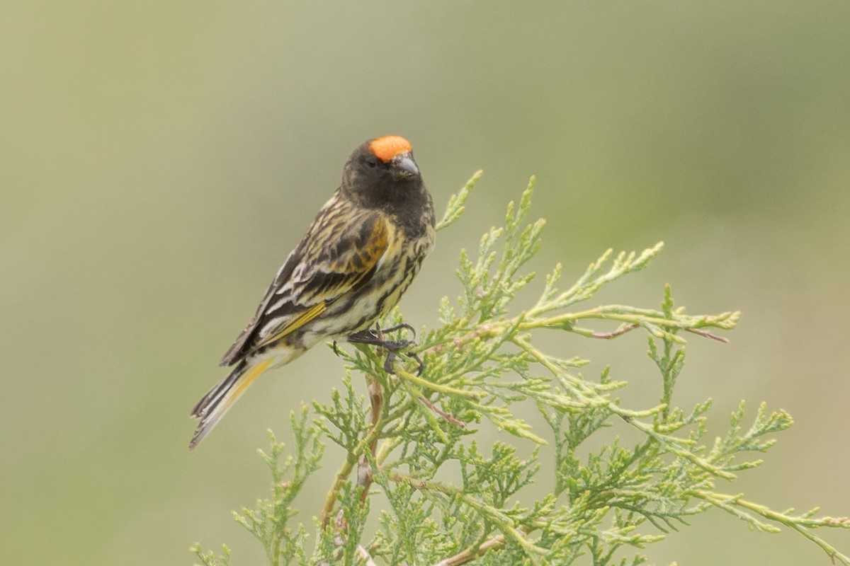 Fire-fronted Serin - ML619442753
