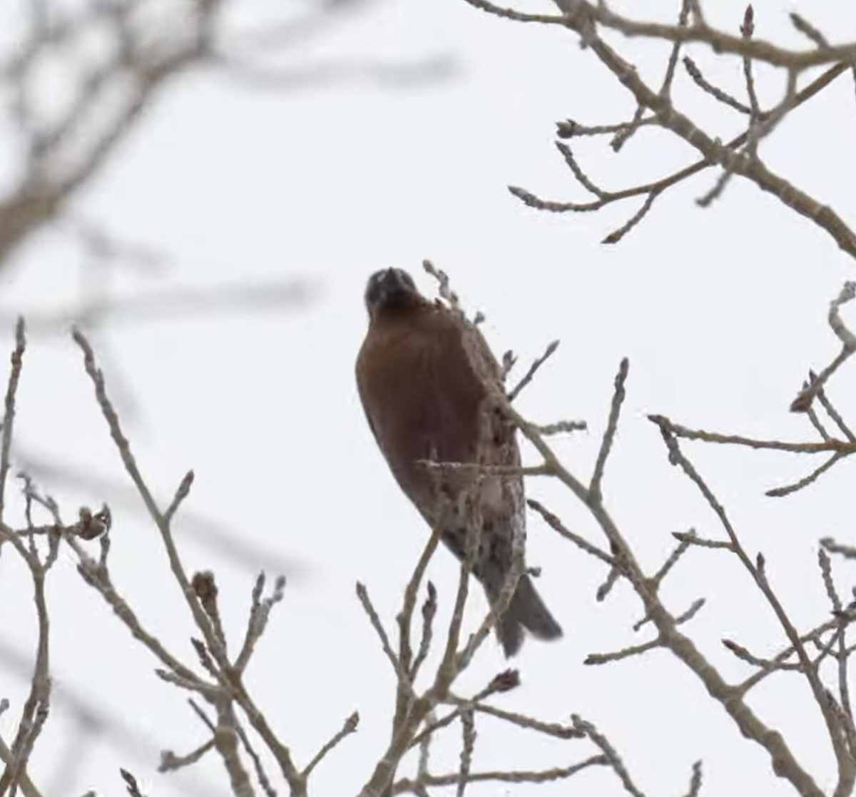 Gray-crowned Rosy-Finch - ML619442774