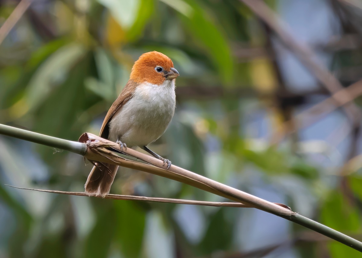 White-breasted Parrotbill - ML619442794