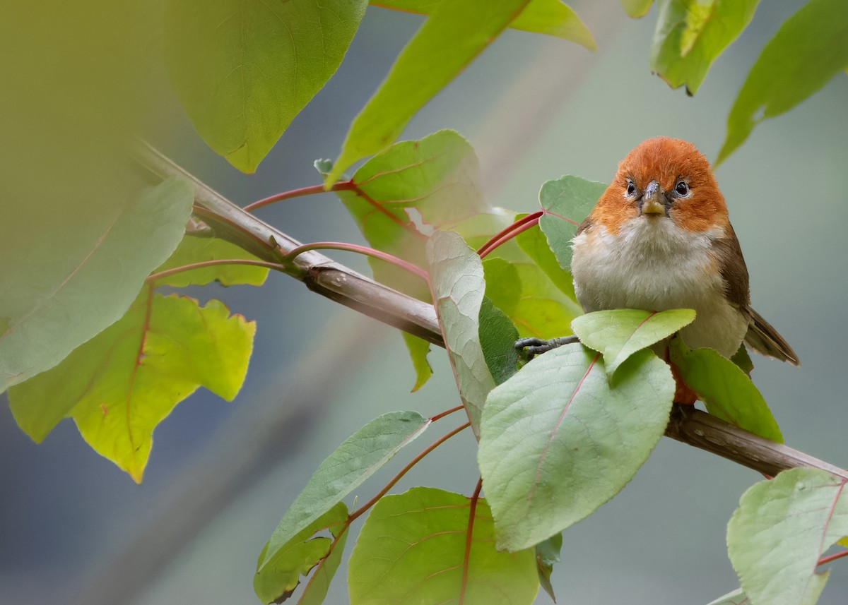 White-breasted Parrotbill - ML619442795