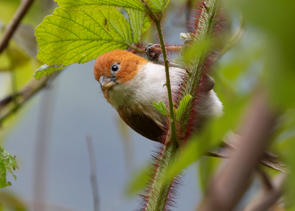 White-breasted Parrotbill - ML619442796