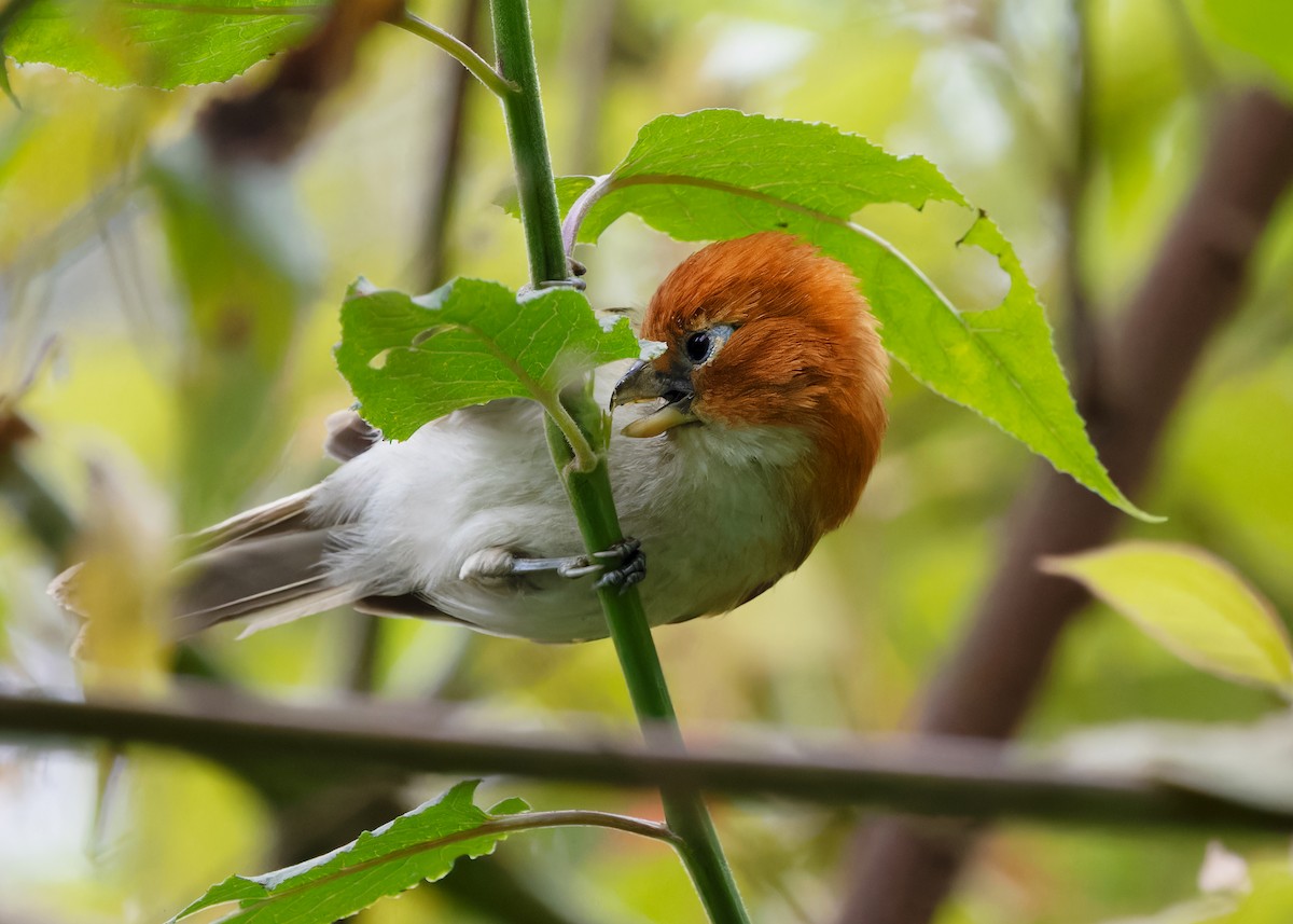 White-breasted Parrotbill - ML619442797