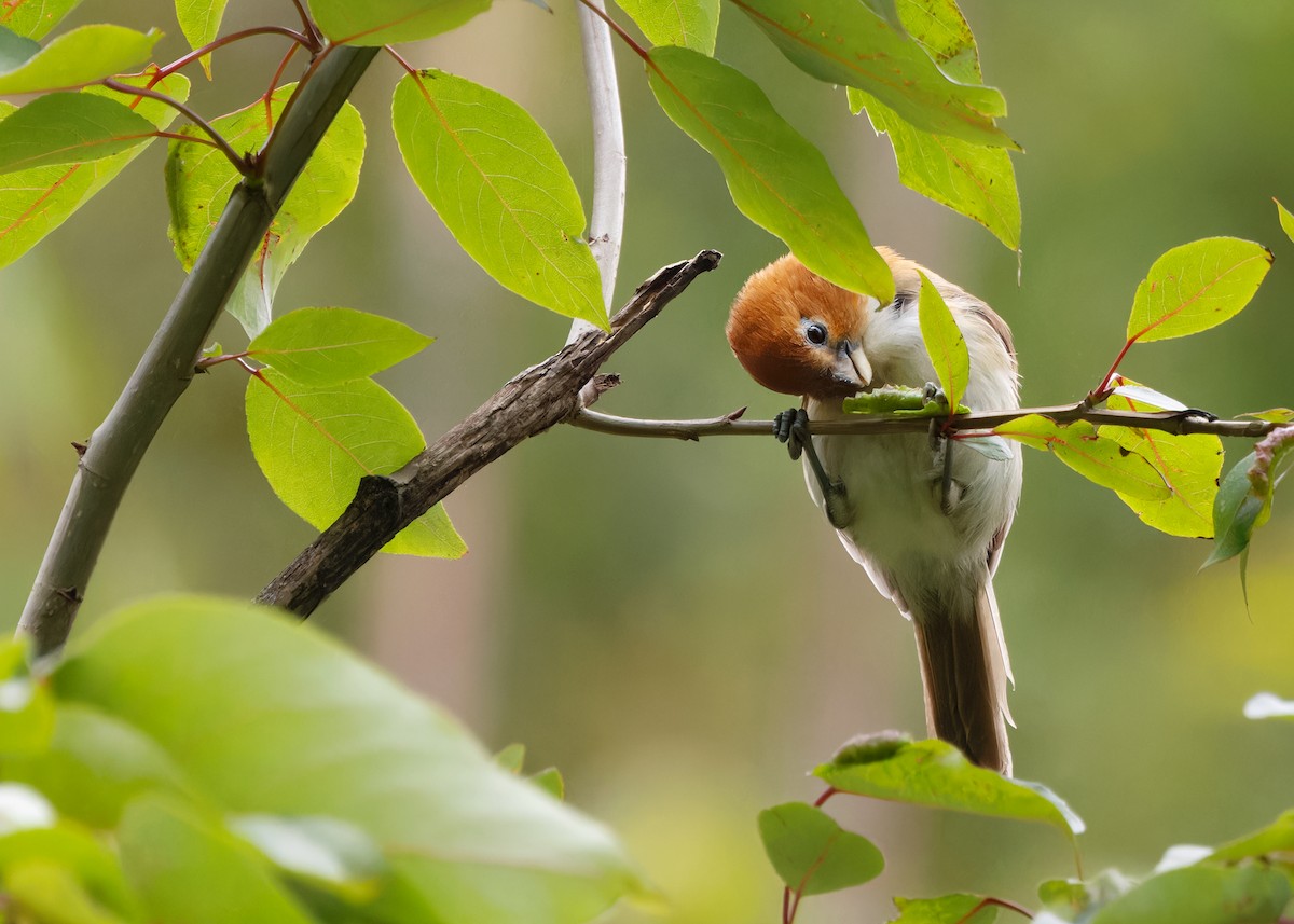 White-breasted Parrotbill - ML619442799