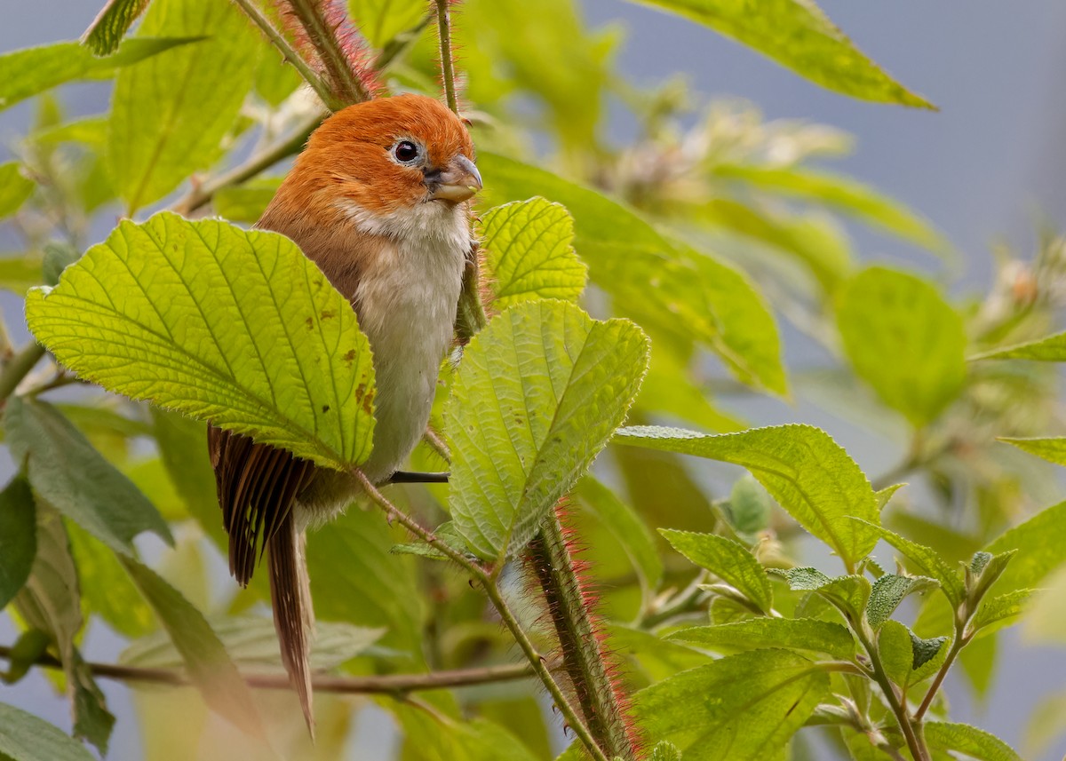 White-breasted Parrotbill - ML619442802