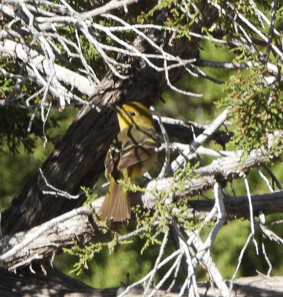 Western Tanager - ML619442822