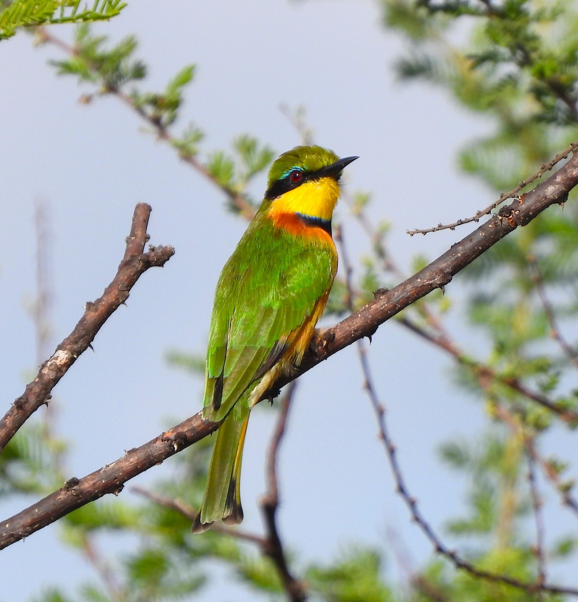 Little Bee-eater - ML619442833