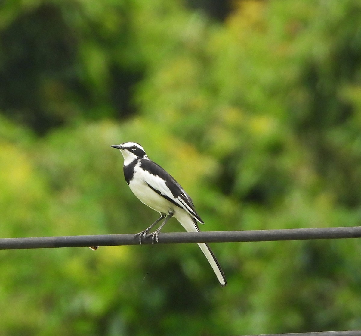 African Pied Wagtail - ML619442852