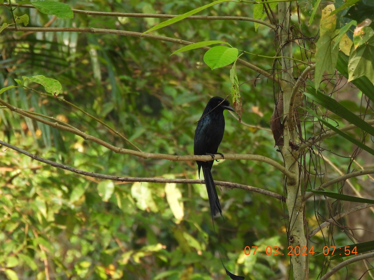 Greater Racket-tailed Drongo - ML619442855