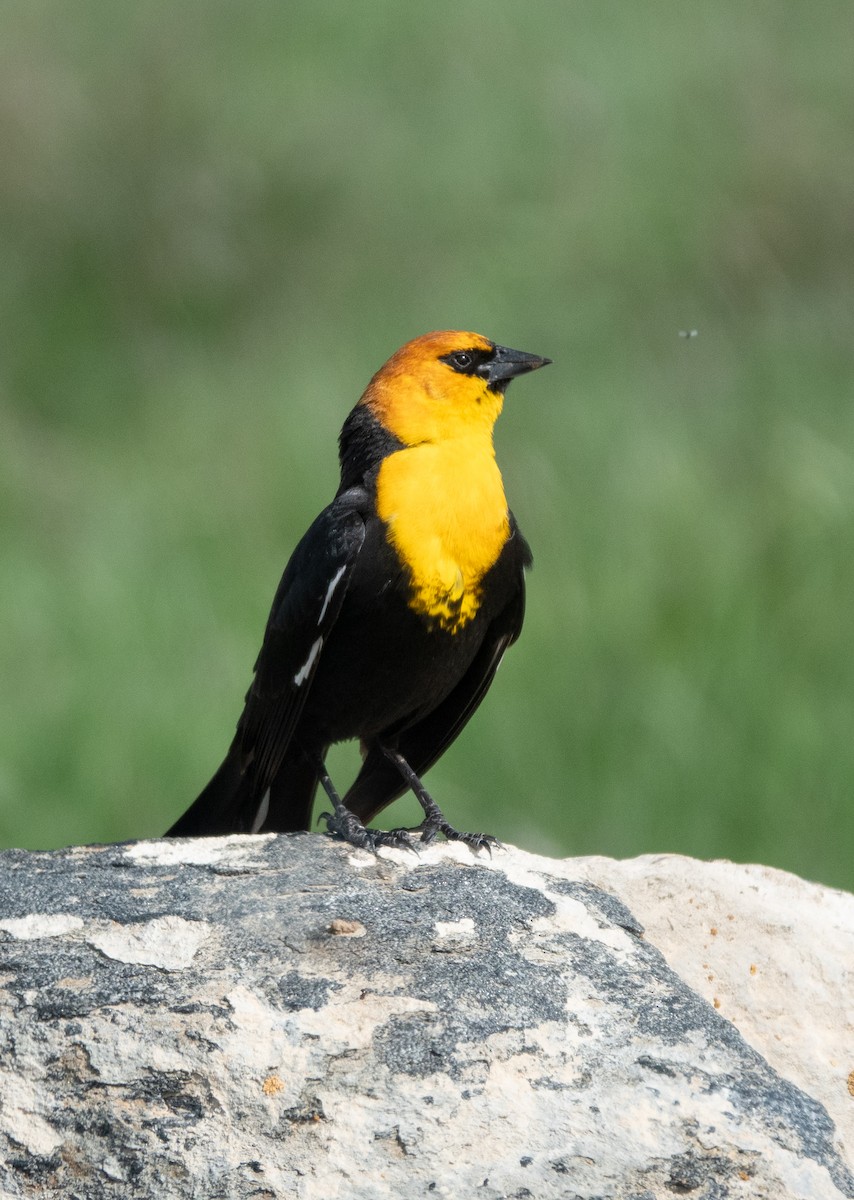 Yellow-headed Blackbird - ML619442858