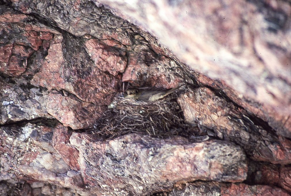 Batı Amerika Sinekkapanı (occidentalis/hellmayri) - ML619442876