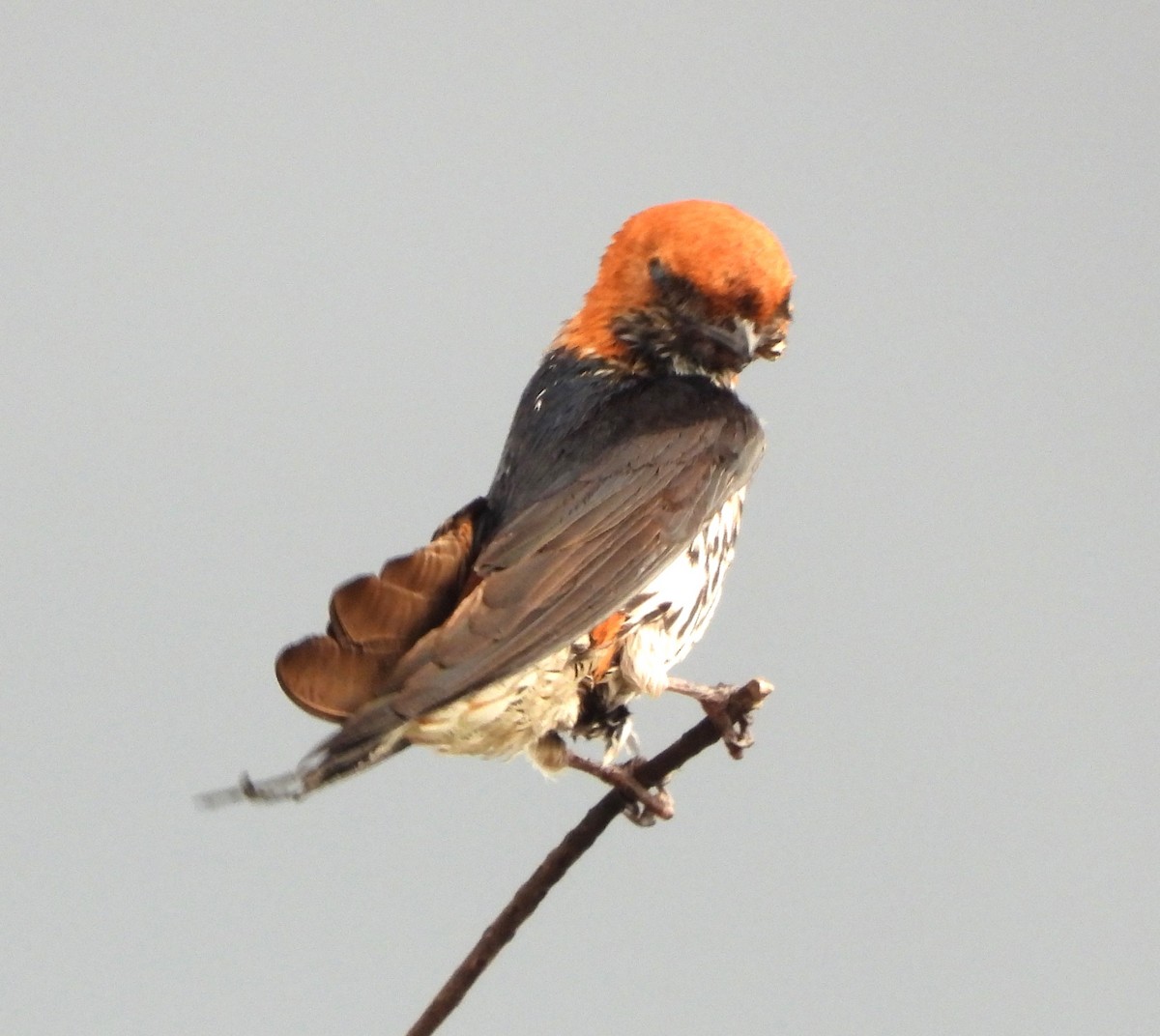 Lesser Striped Swallow - ML619442881