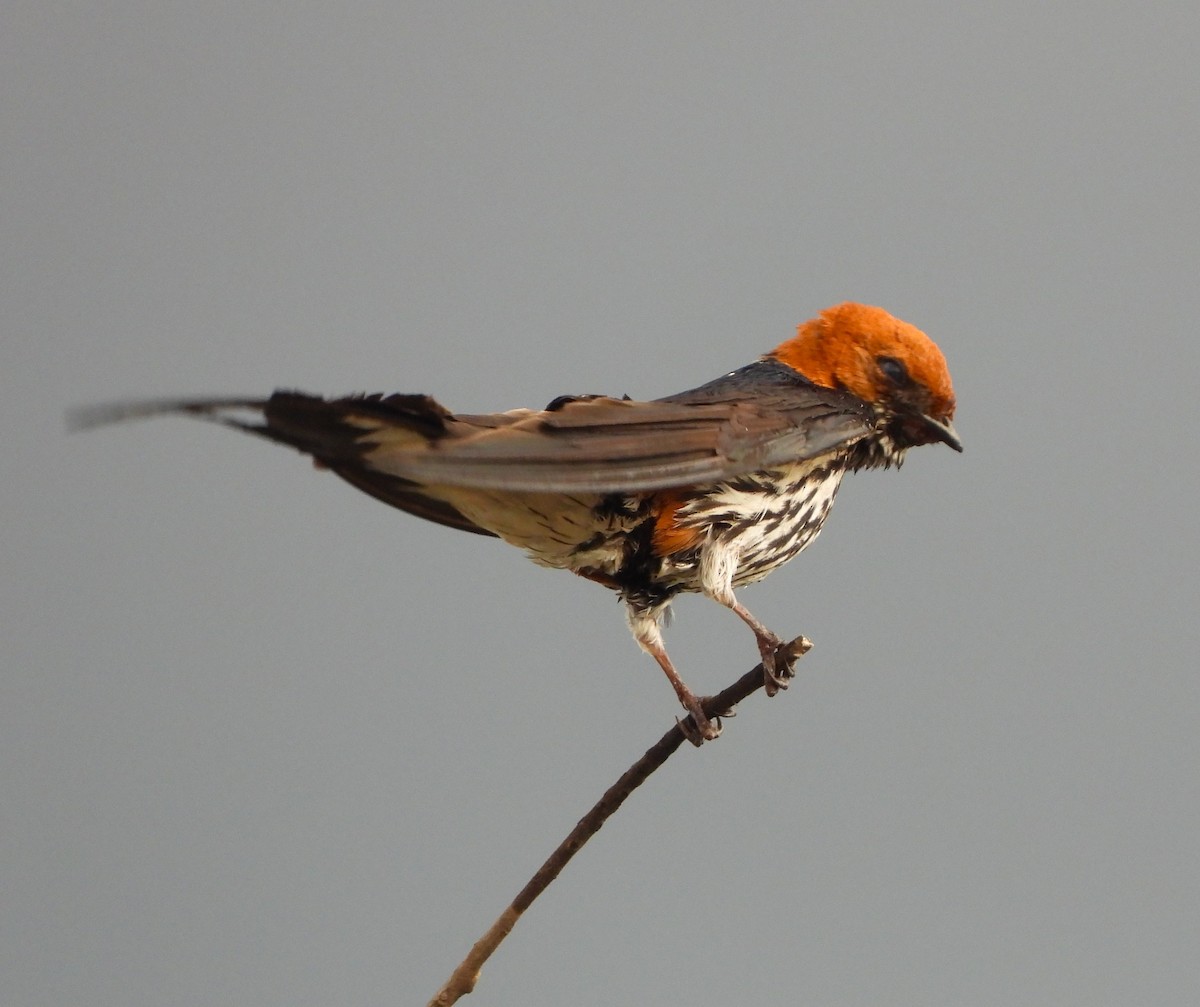 Lesser Striped Swallow - ML619442884