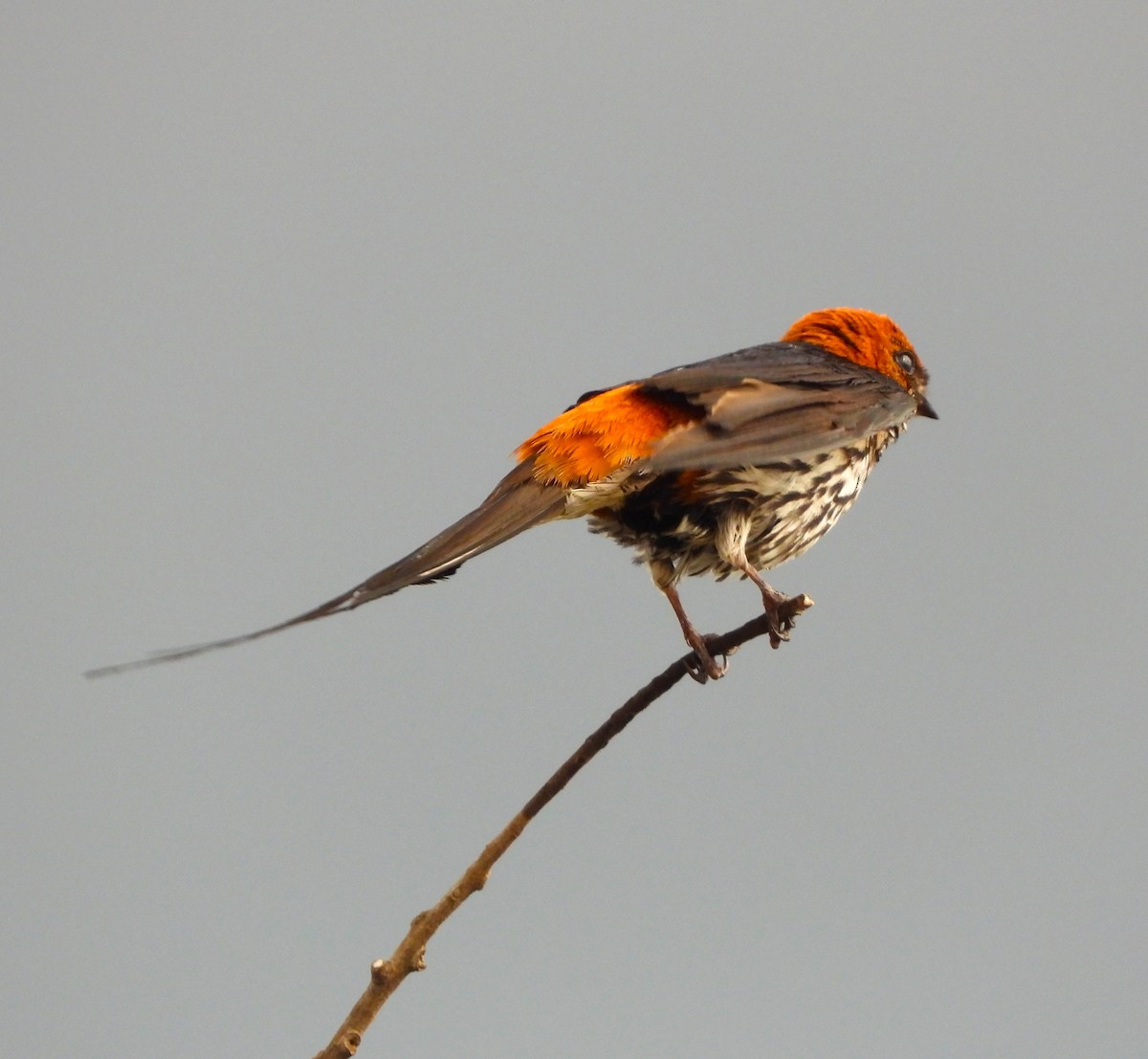 Lesser Striped Swallow - ML619442885