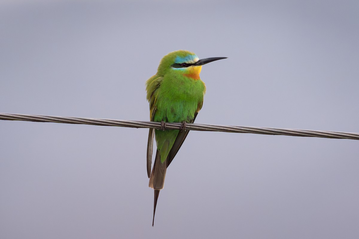 Blue-cheeked Bee-eater - ML619442886