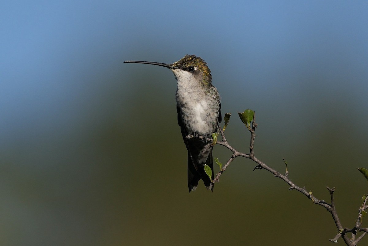 kolibřík cerradový - ML619442888