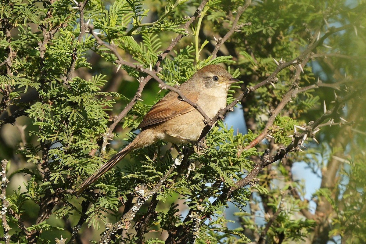 Sooty-fronted Spinetail - ML619442938
