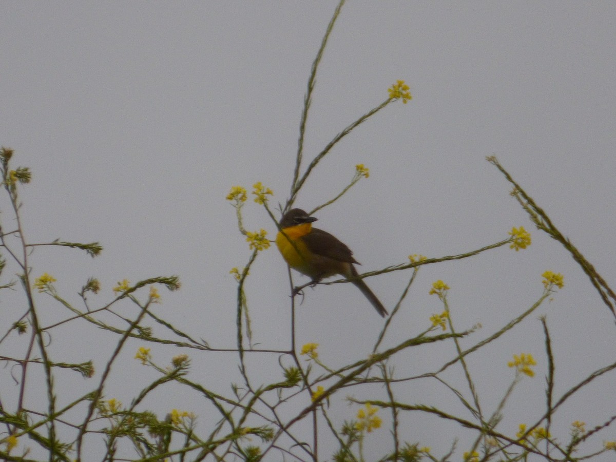 Yellow-breasted Chat - ML619442996