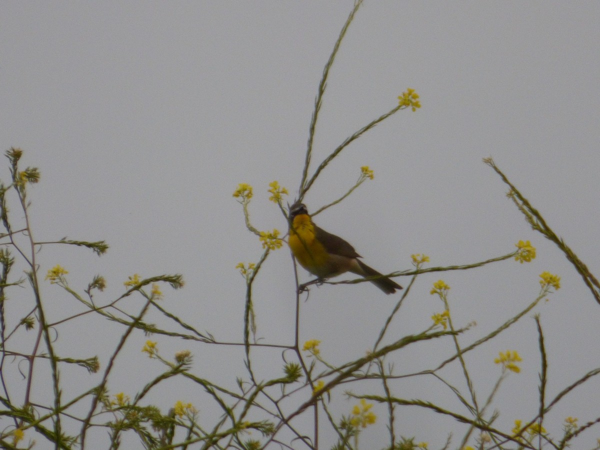 Yellow-breasted Chat - ML619442998