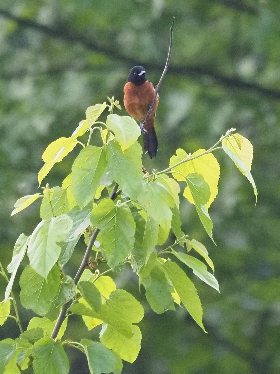 Orchard Oriole - ML619443010
