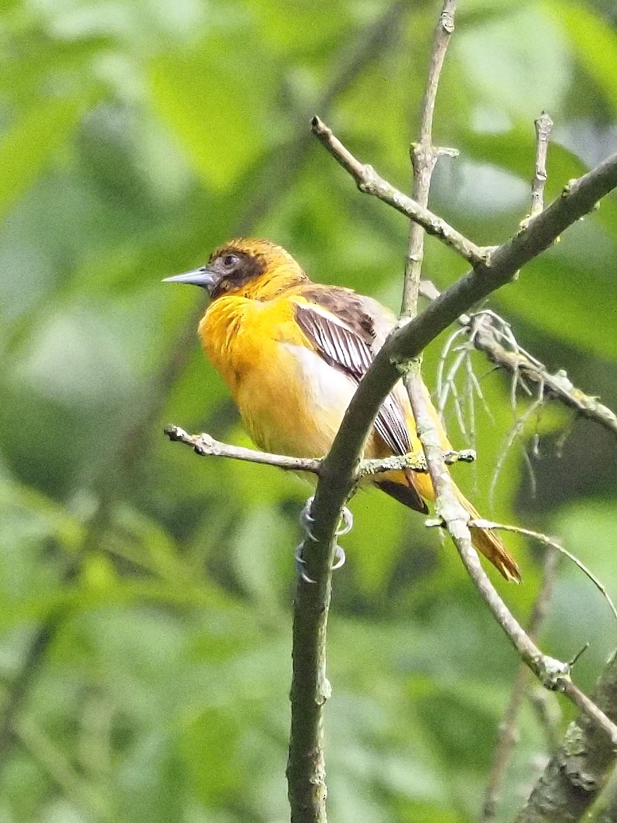 Orchard Oriole - ML619443011