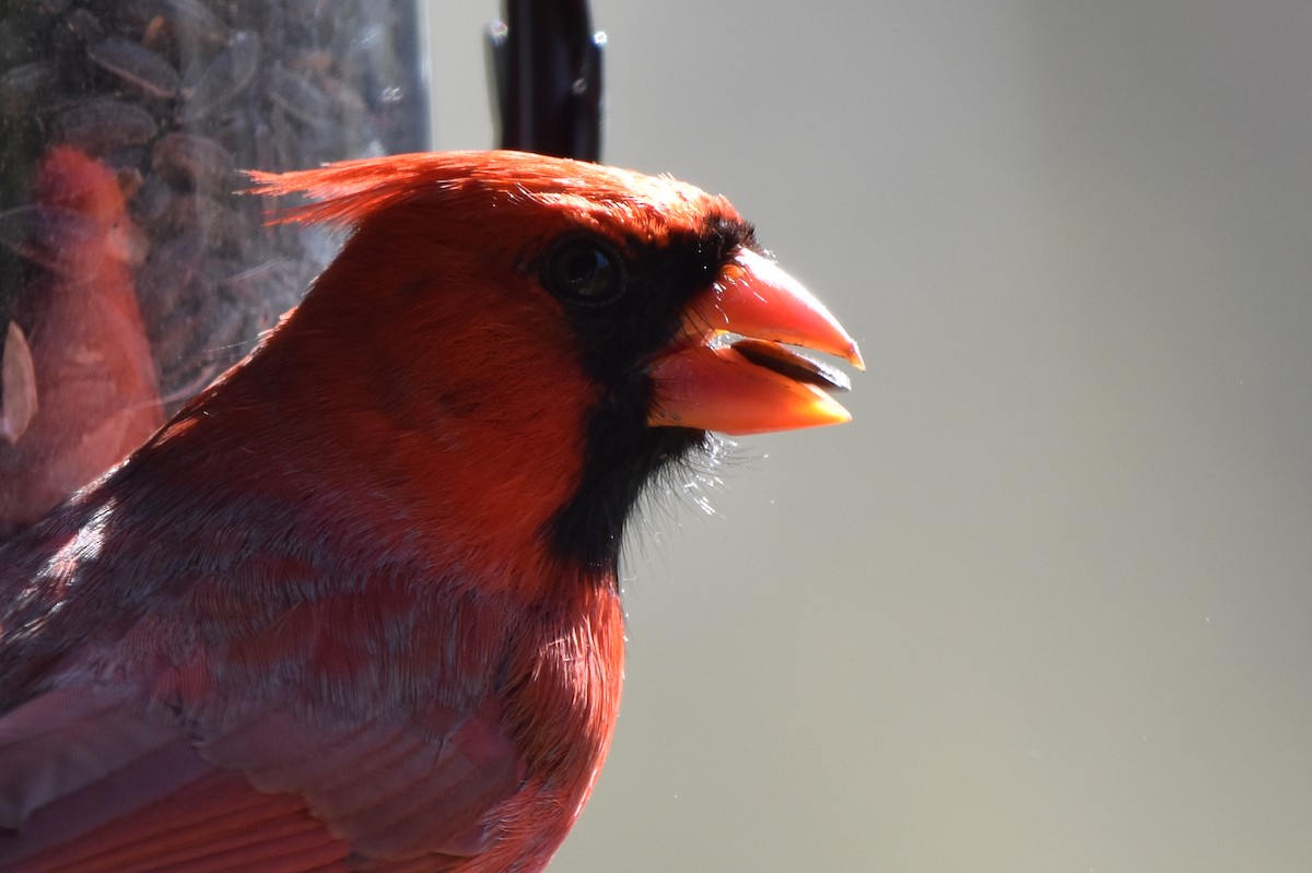 Cardinal rouge - ML619443031