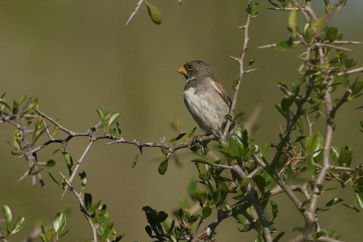 Double-collared Seedeater - ML619443051