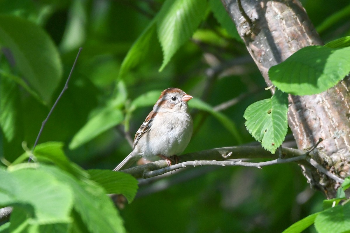 Field Sparrow - ML619443055