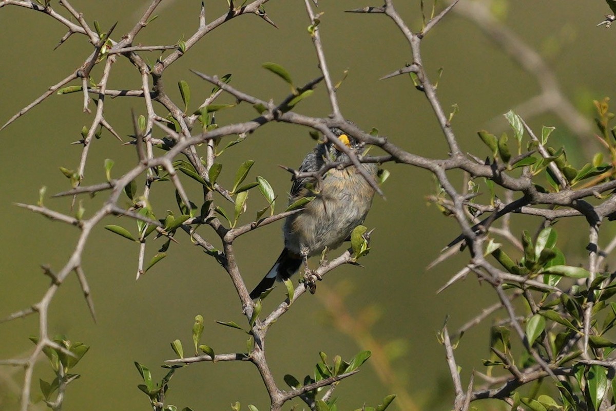 Band-tailed Seedeater - ML619443064