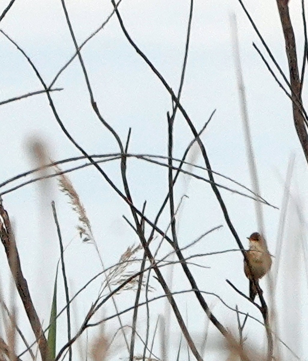 Common Reed Warbler - ML619443089