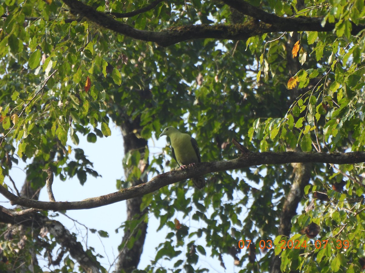 Андаманский зеленый голубь - ML619443092