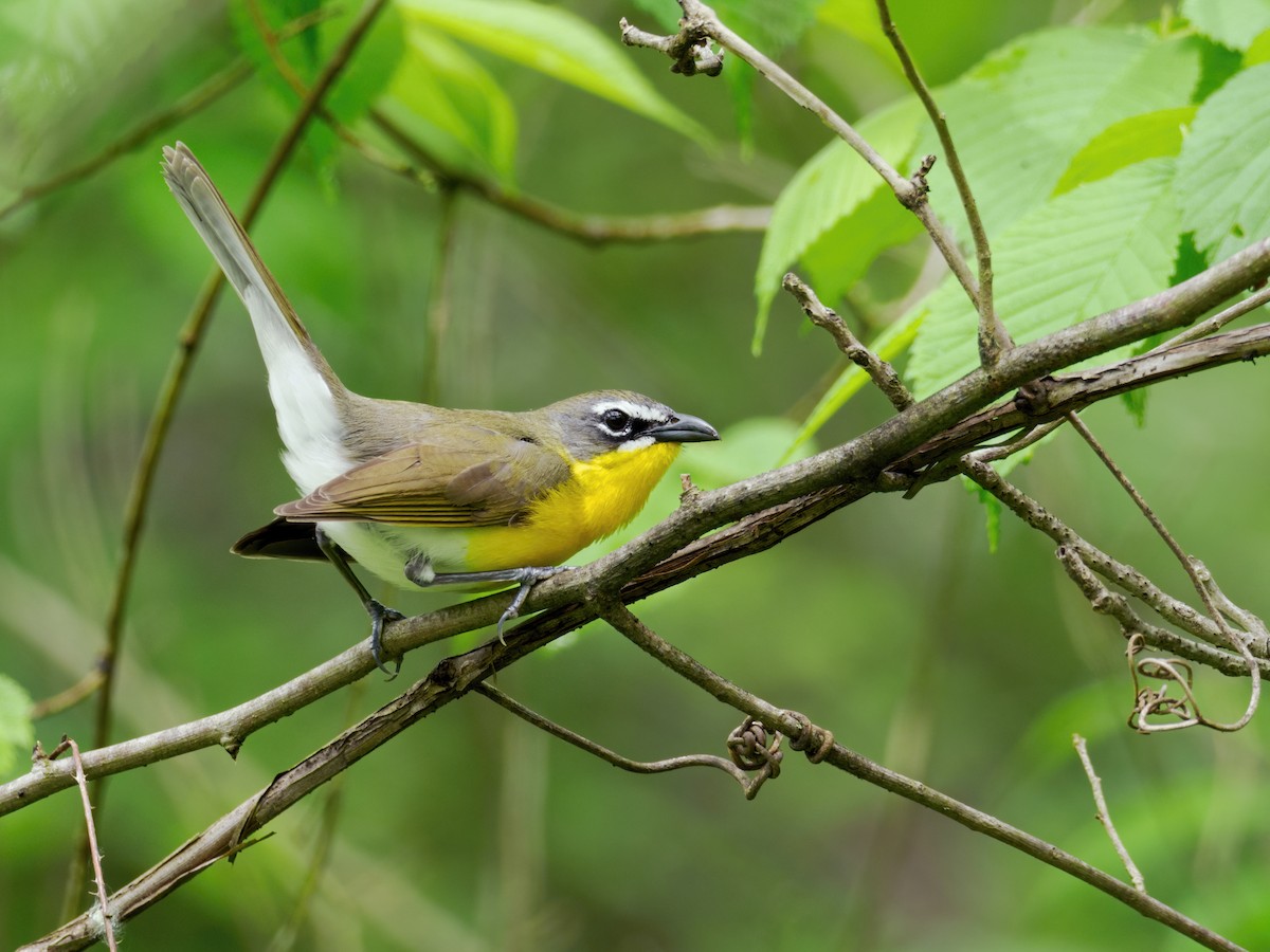 Yellow-breasted Chat - ML619443153