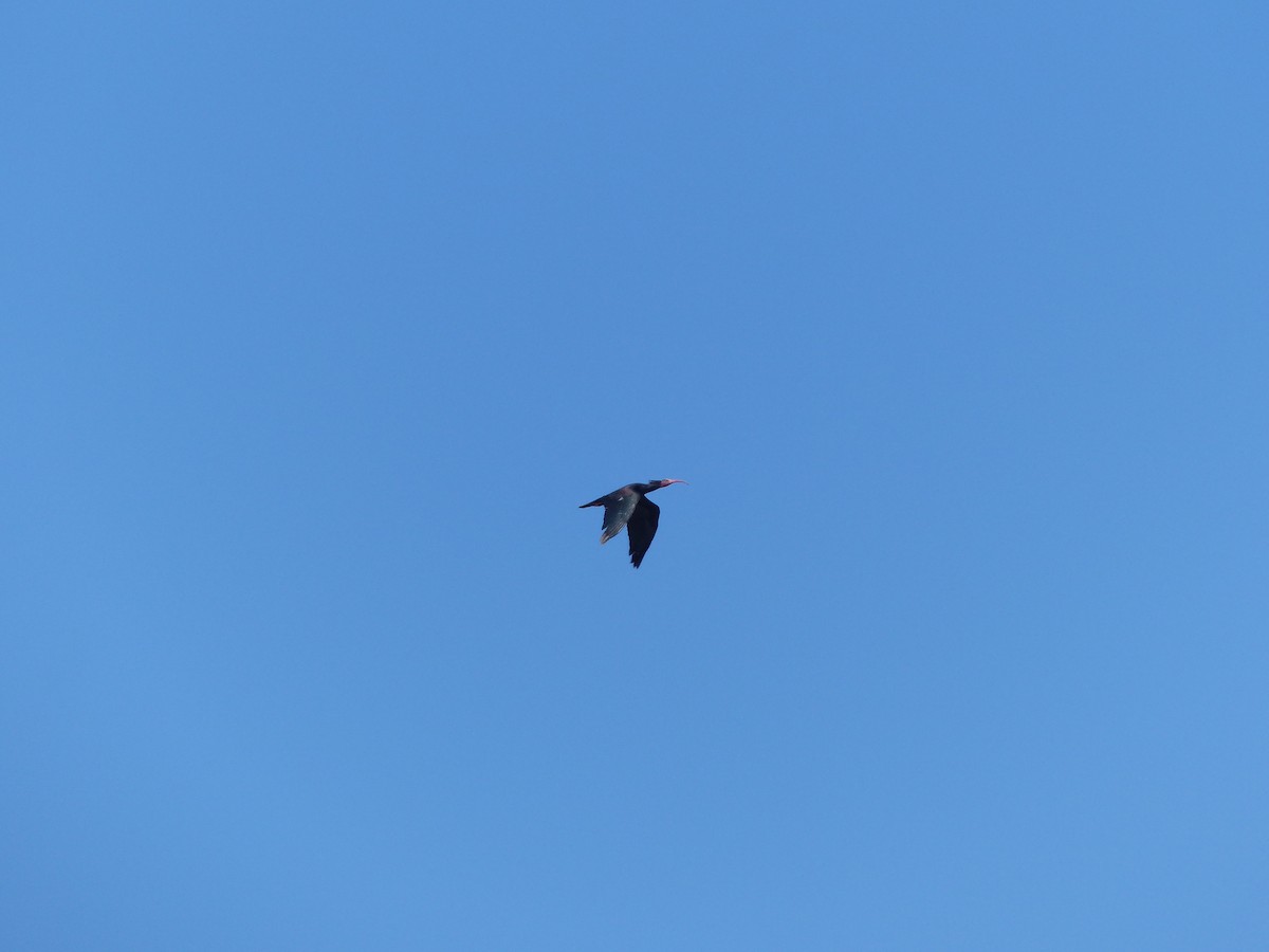 skallet ibis - ML619443154