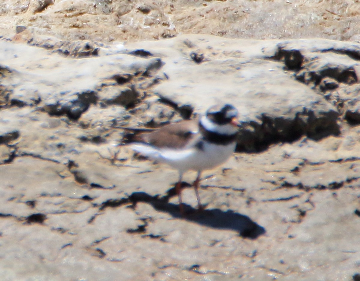 Common Ringed Plover - ML619443197