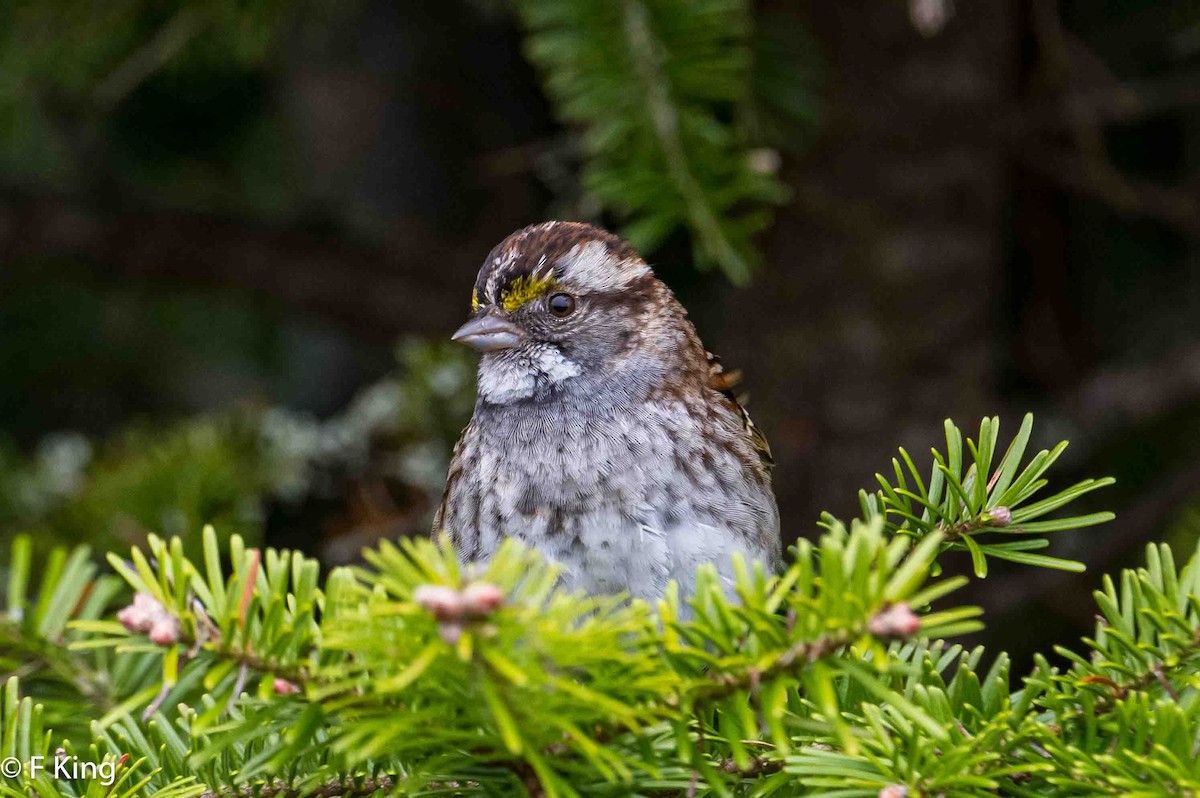 White-throated Sparrow - ML619443246