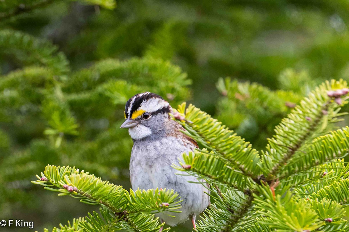 White-throated Sparrow - ML619443247