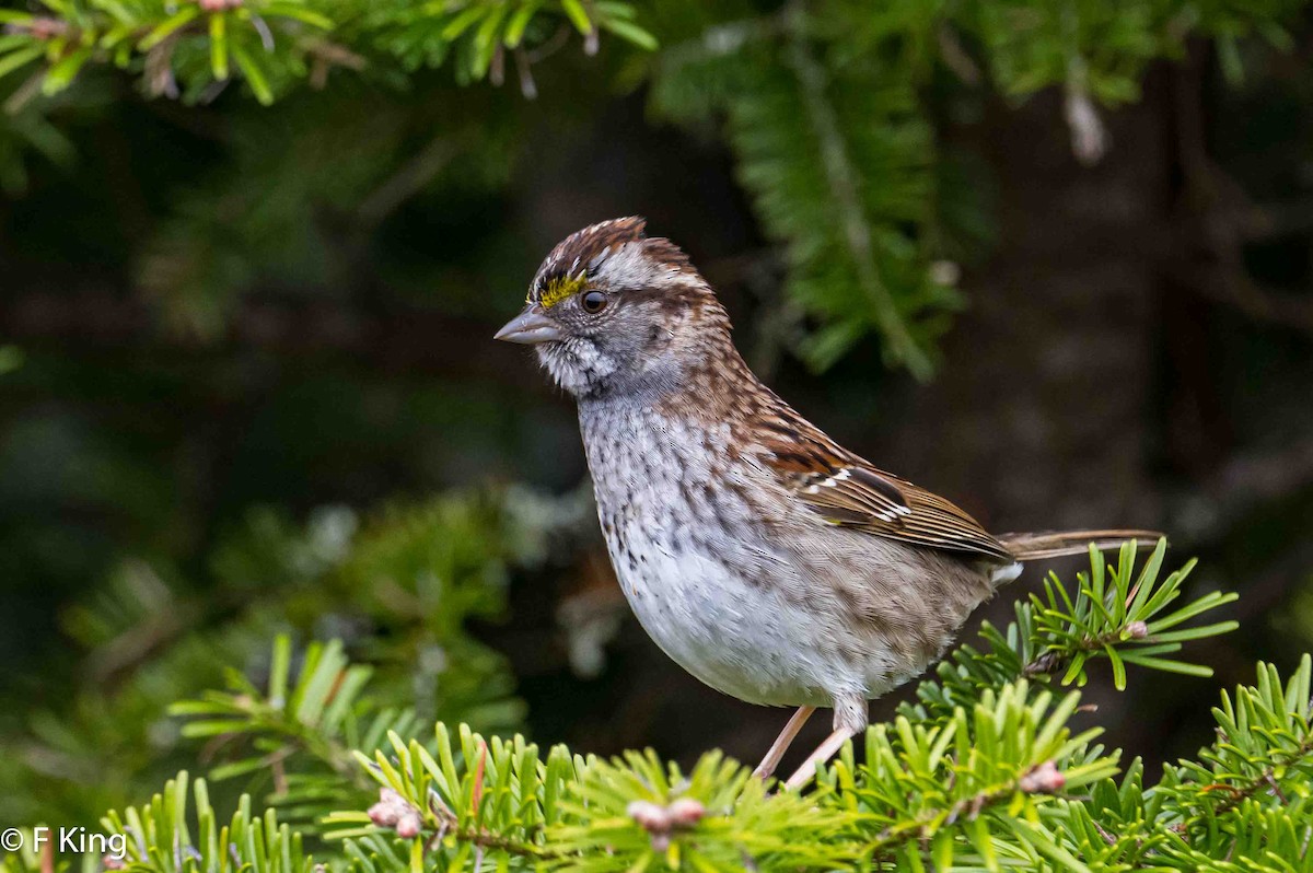 White-throated Sparrow - ML619443249