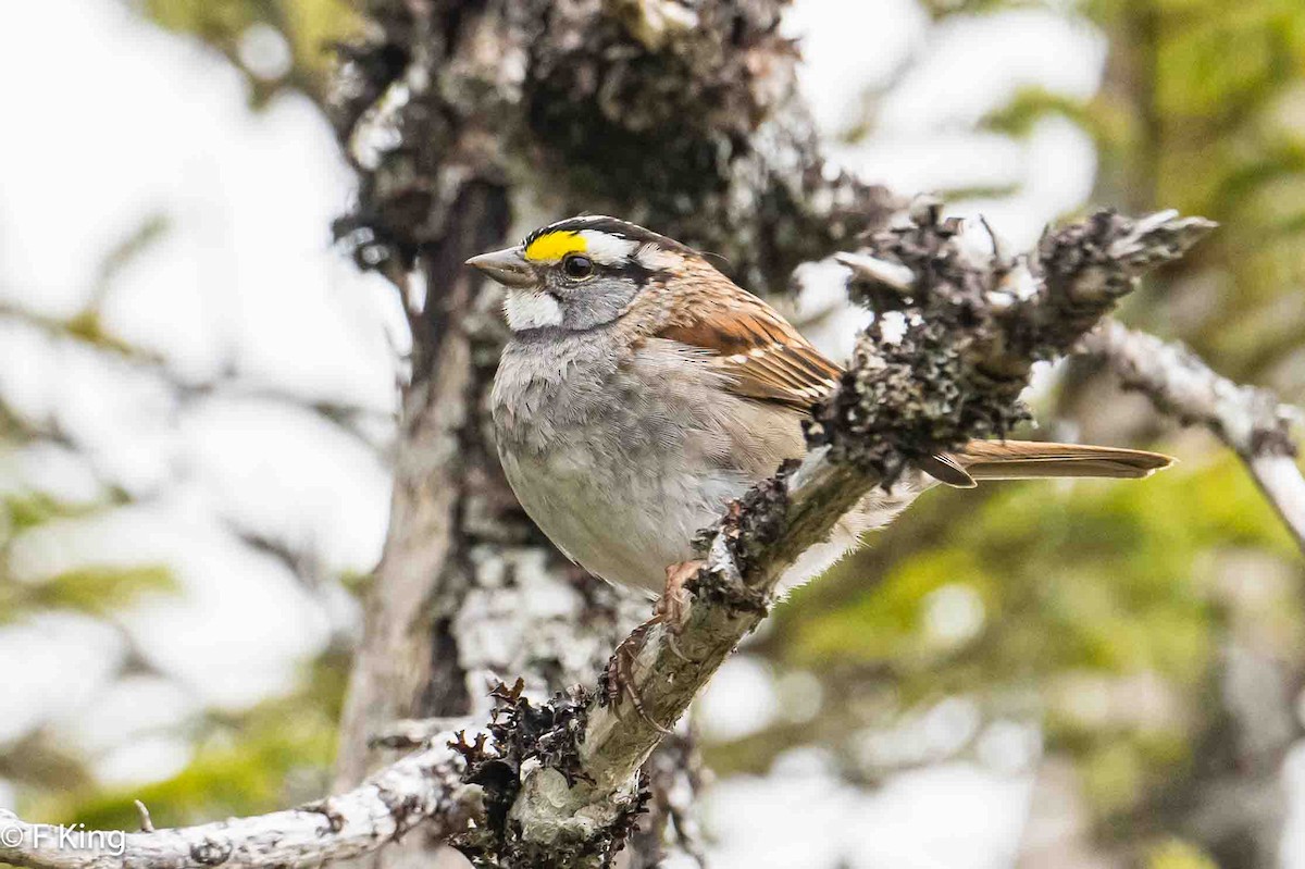 White-throated Sparrow - ML619443251