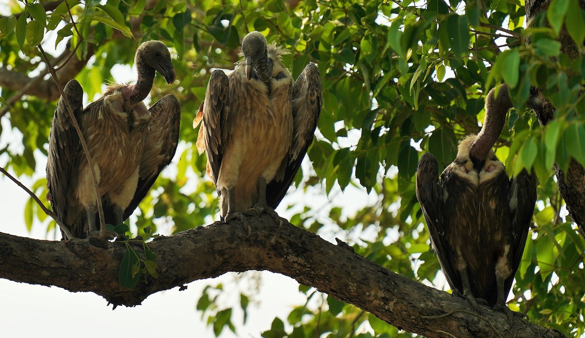 Indian Vulture - ML619443268
