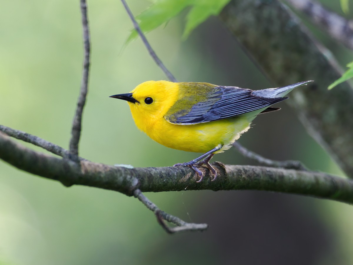Prothonotary Warbler - ML619443281