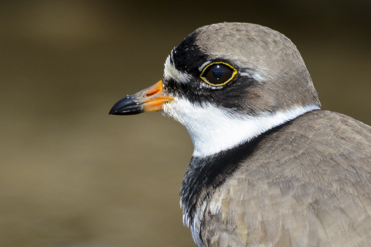 Semipalmated Plover - ML619443284