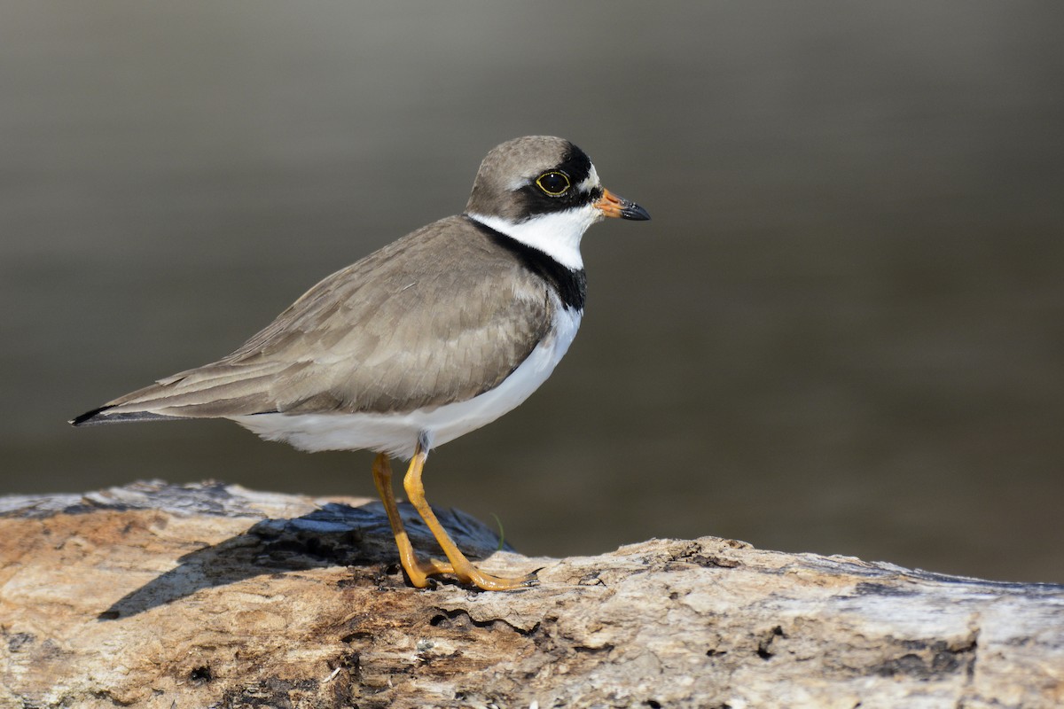 Semipalmated Plover - ML619443285