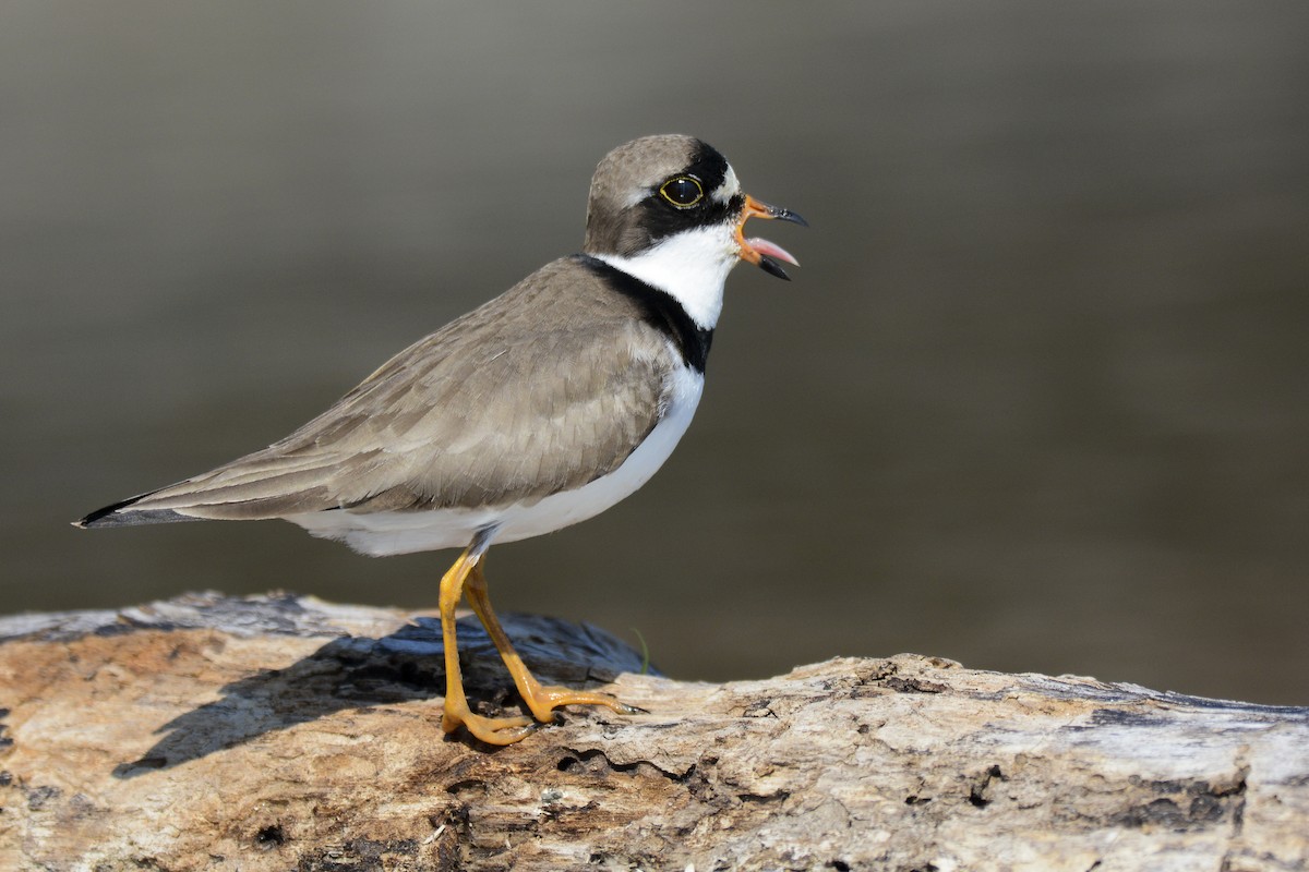 Semipalmated Plover - ML619443286