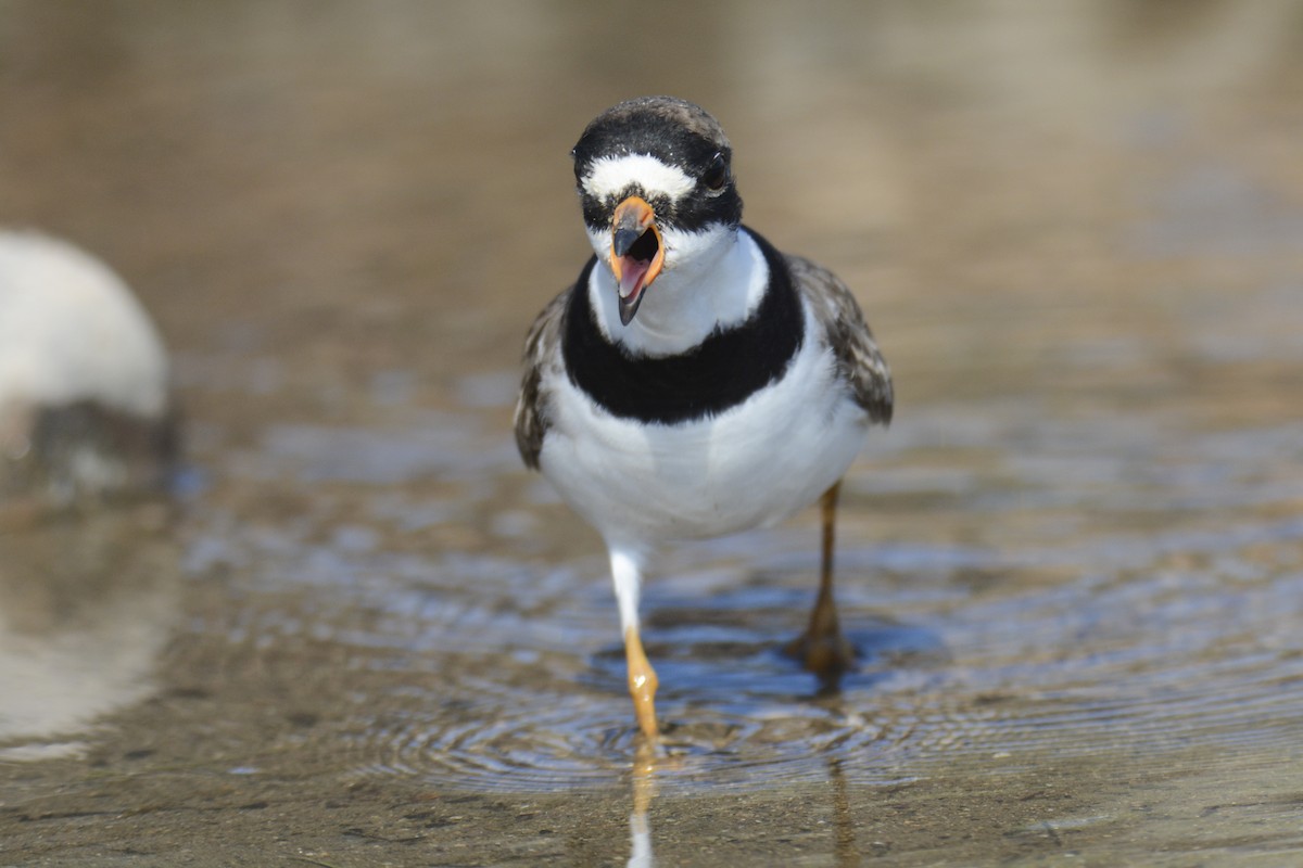 Semipalmated Plover - ML619443300