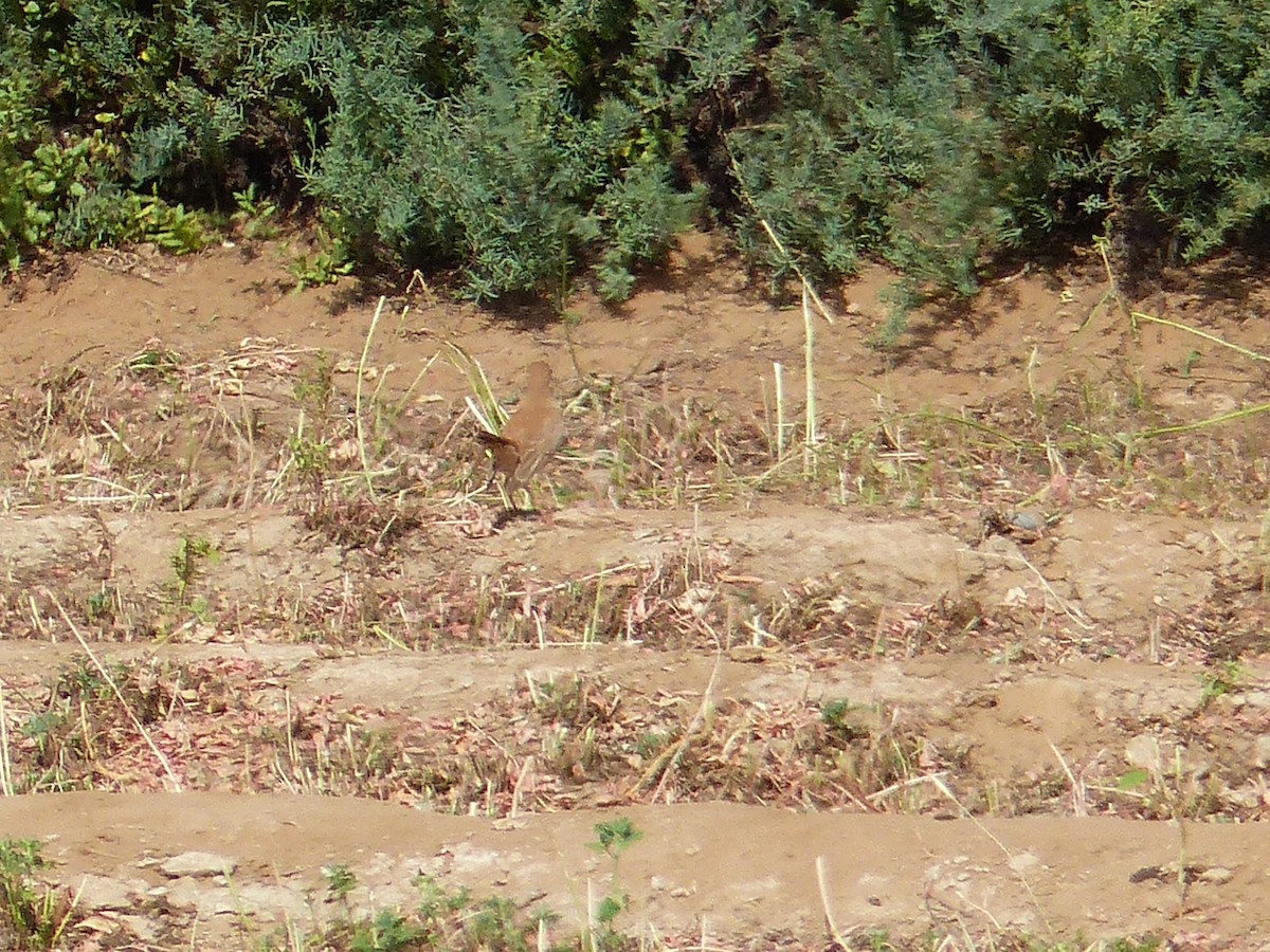 Rufous-tailed Scrub-Robin - ML619443304