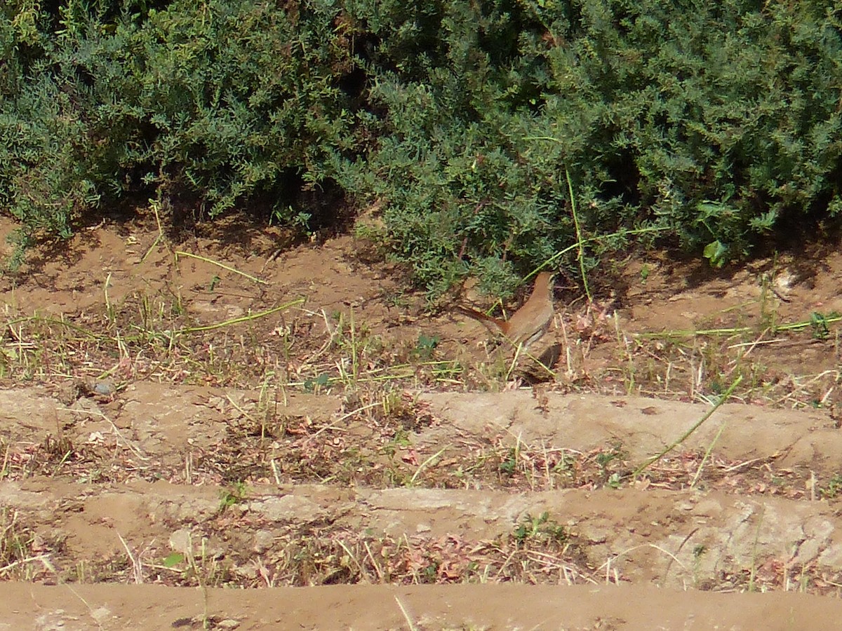 Rufous-tailed Scrub-Robin - ML619443305